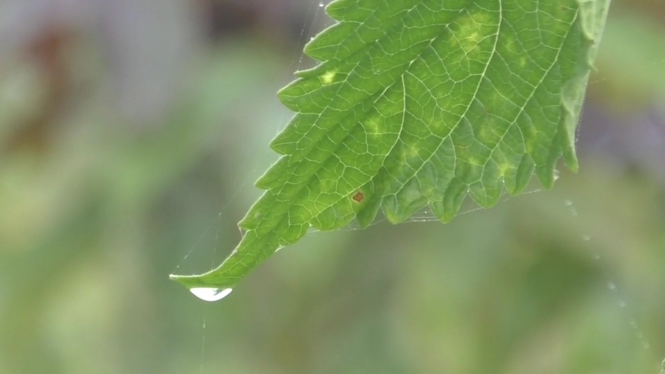 ଶୀତରେ ଥରୁଛି ସାରା ସୁବର୍ଣ୍ଣପୁର