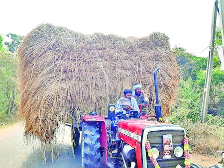 paddy grass