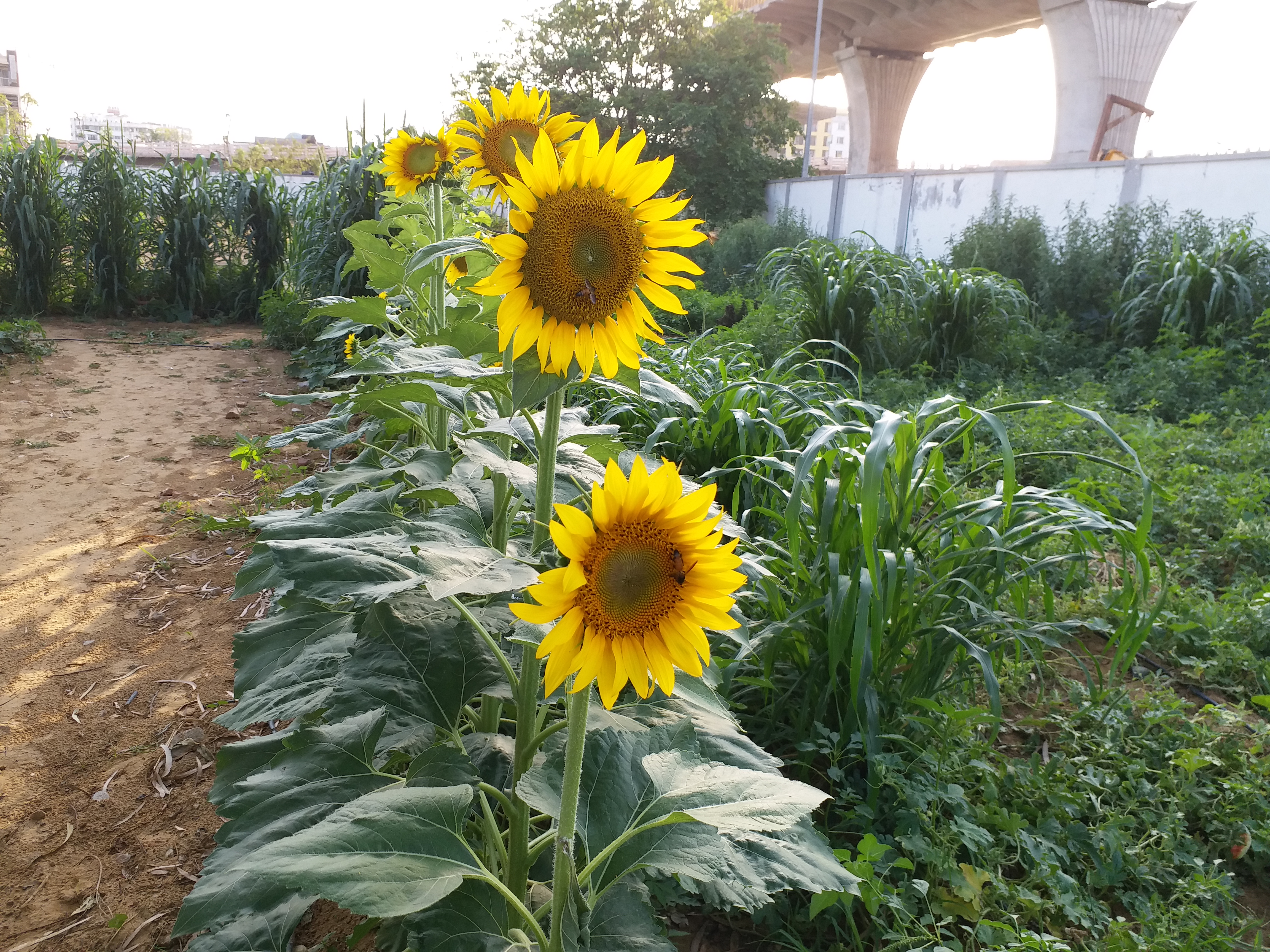 organic vegetable farm, organic farming in Jaipur