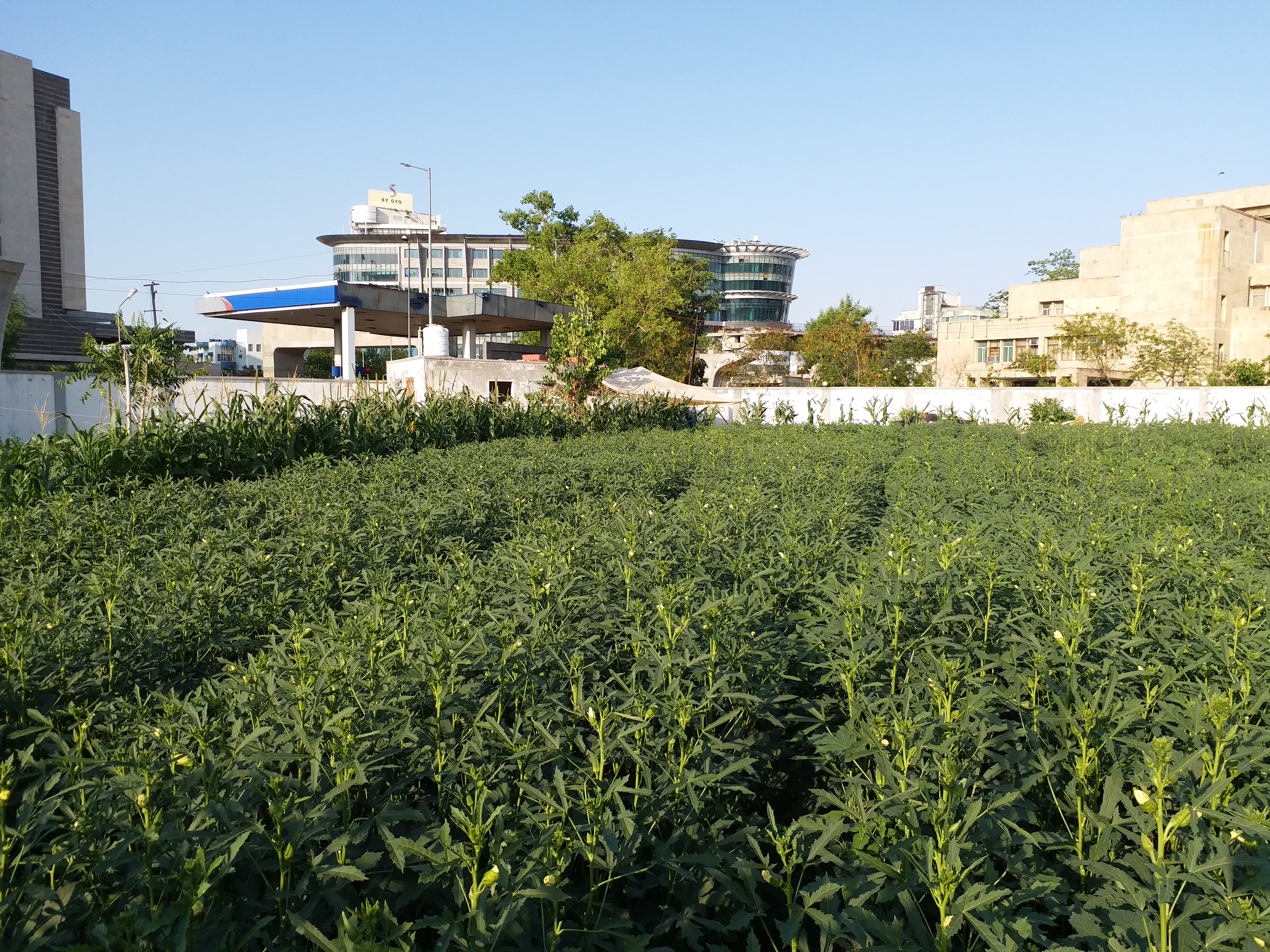 organic vegetable farm, organic farming in Jaipur