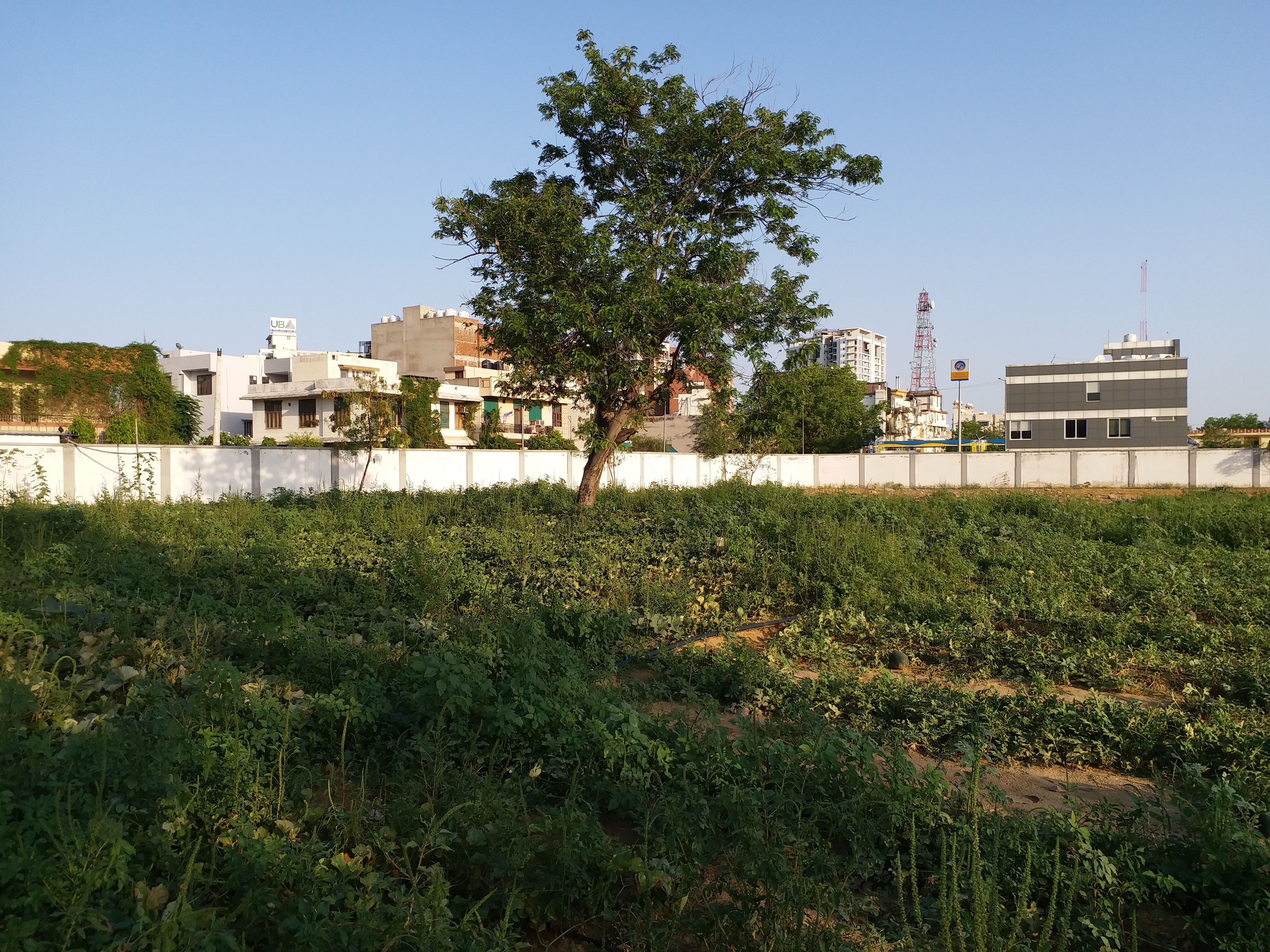 organic vegetable farm, organic farming in Jaipur