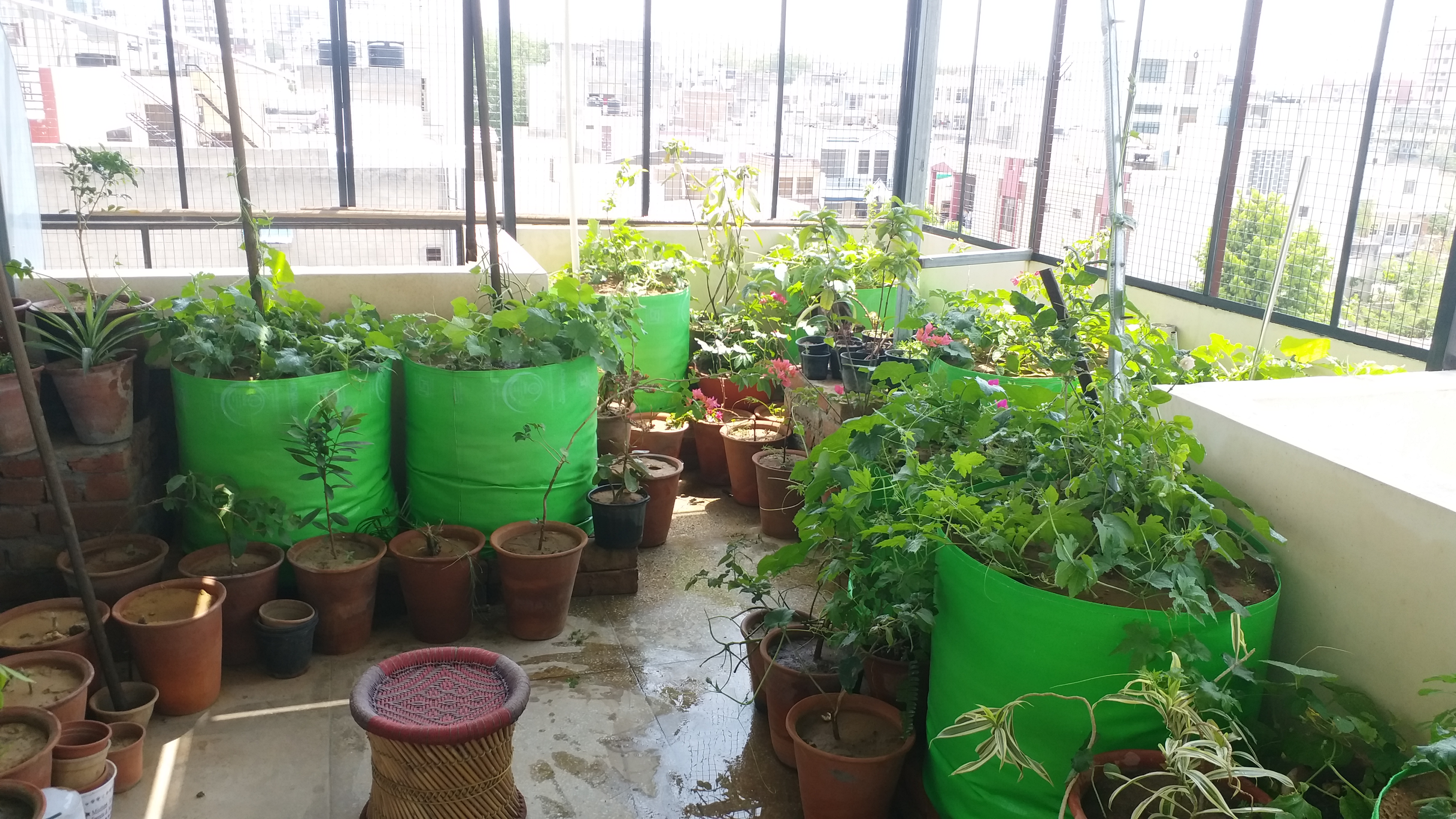 kitchen Garden on terrace