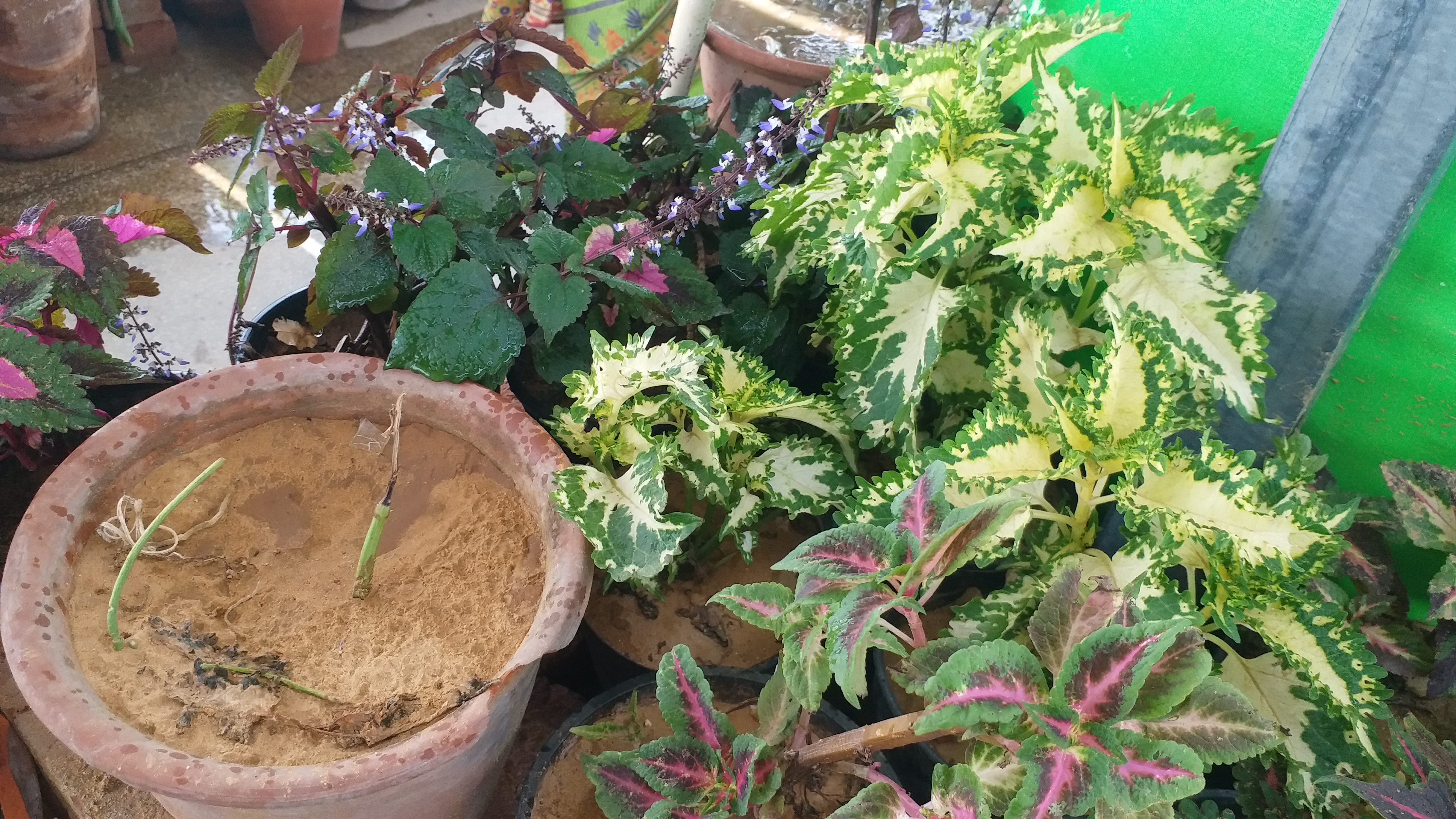 kitchen Garden on terrace