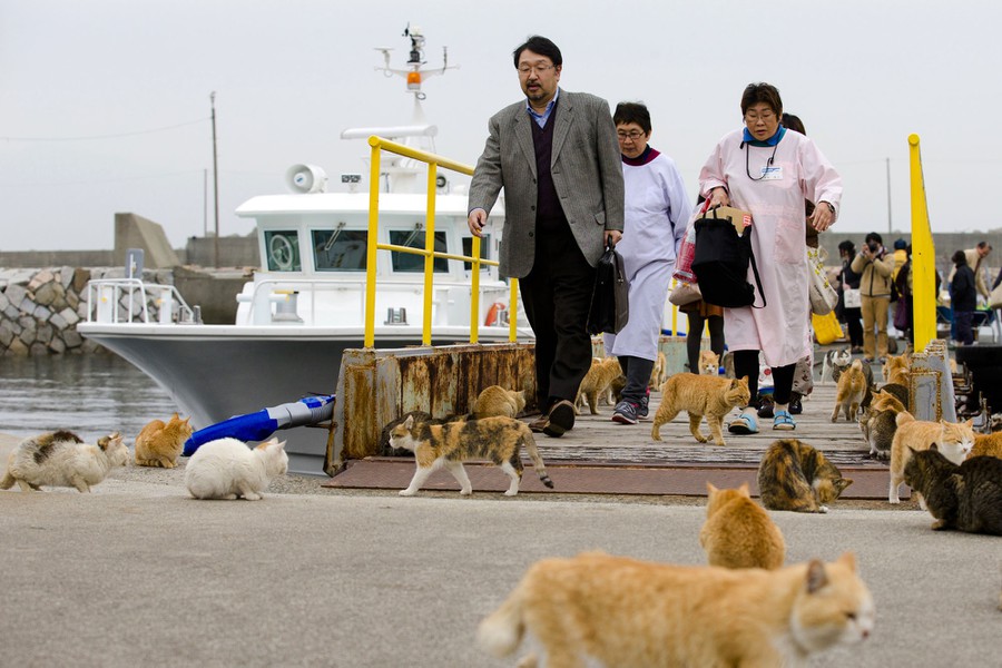 Unknown Facts, Aoshima Cat island in Japan, ବିଲେଇ ଦ୍ବୀପ, ଜାପନର ଆଶୋମିଆ ବିଲେଇ ଦ୍ବୀପ, ଅଜଣା କଥା