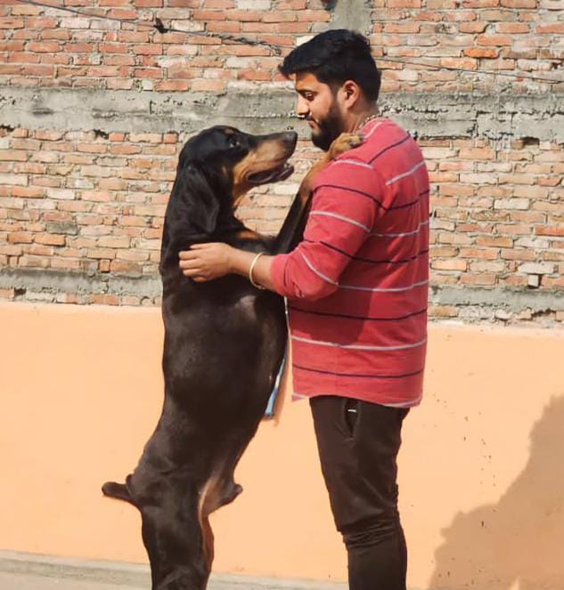 बीजेपी विधायक के रिश्तेदार के कुत्ते की मौत