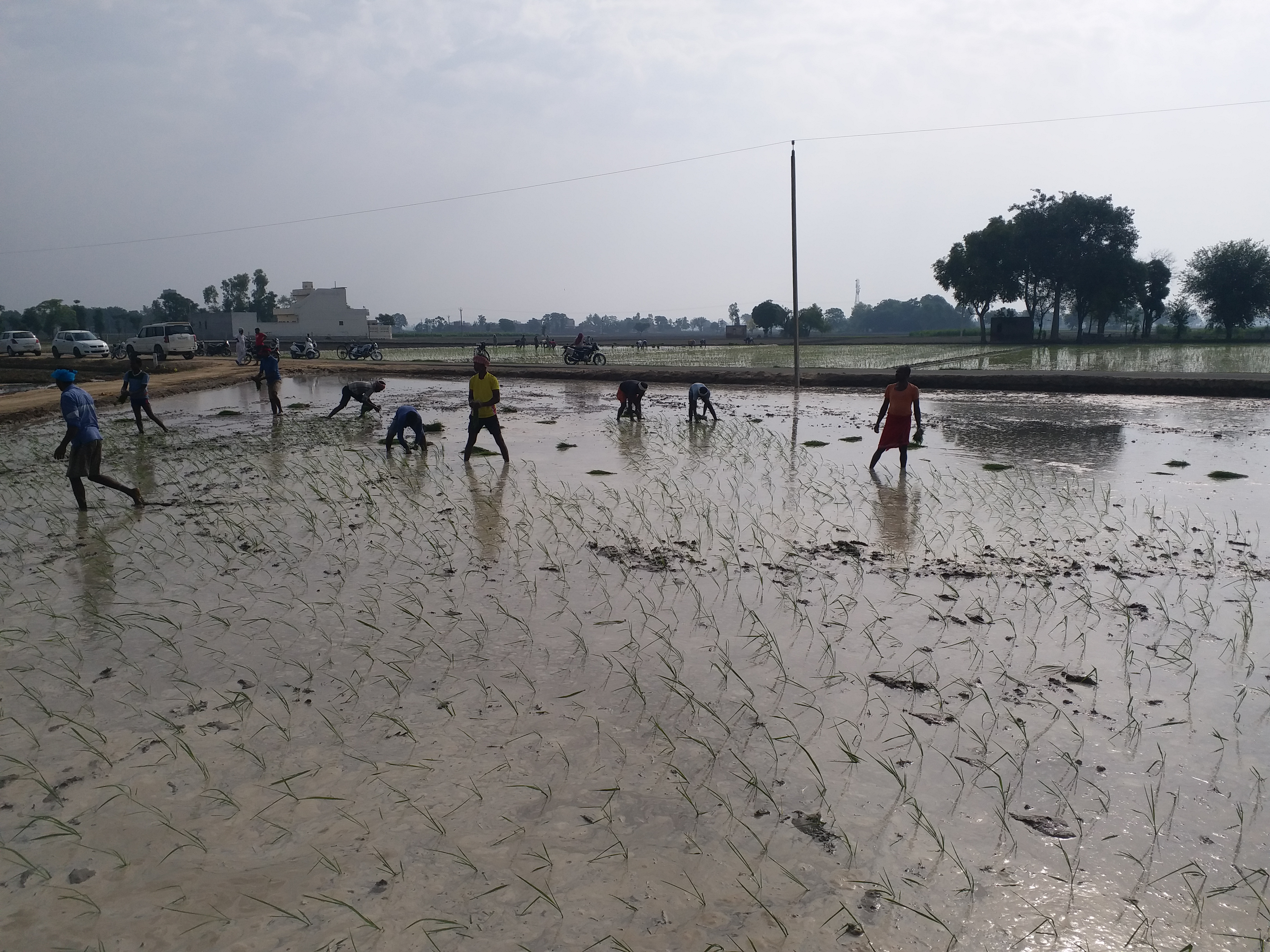 Paddy sowing officially began from today