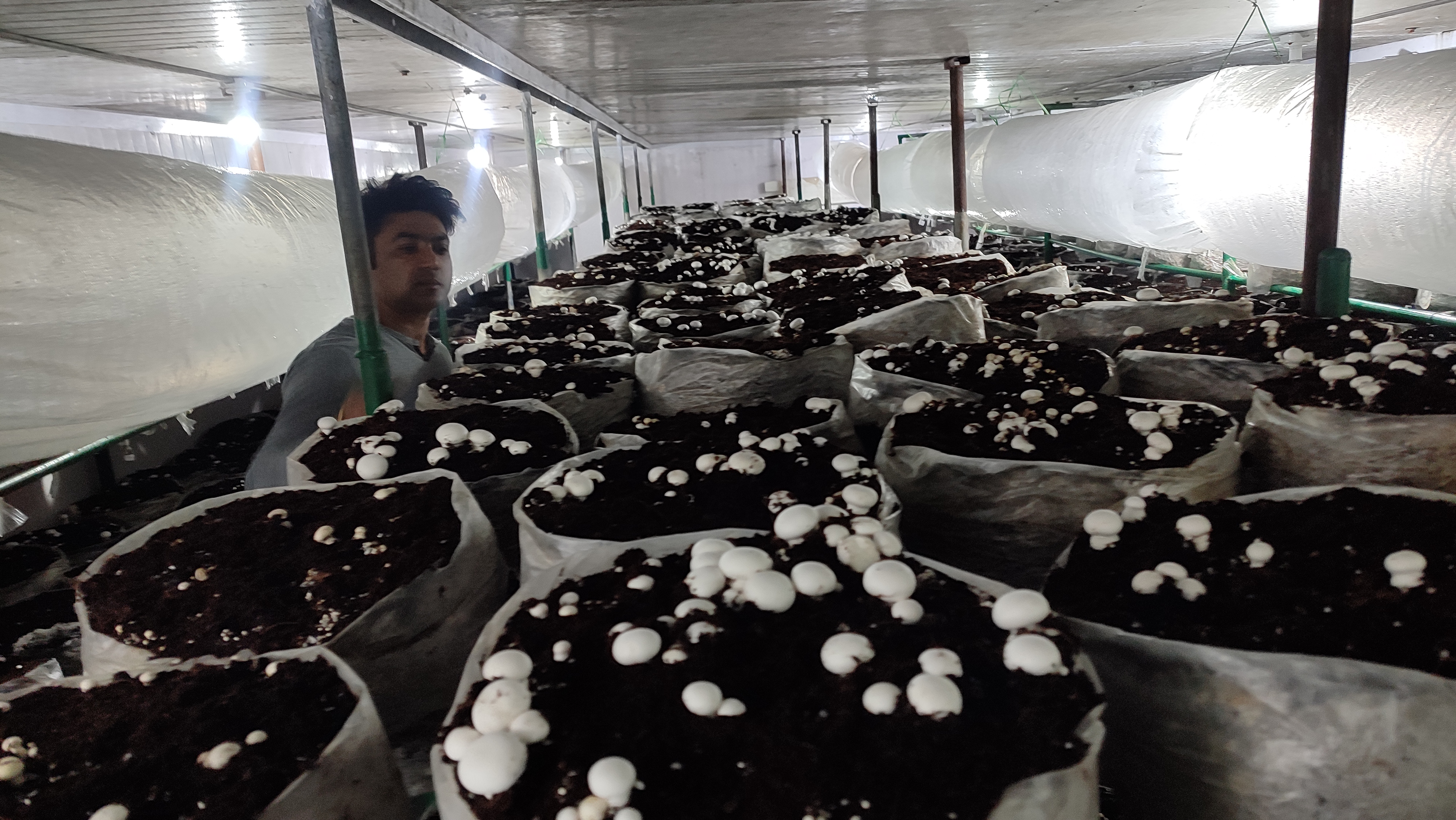 Mushroom cultivation in Barnala