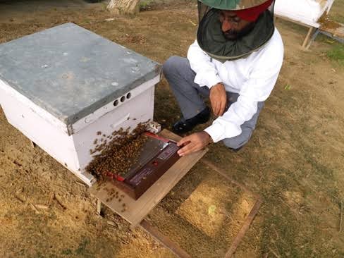 PAUs Beekeeping Research Center and Award to Scientists, PAU's center tops India's leading beekeeping centers