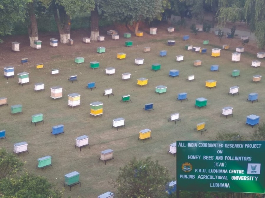 PAUs Beekeeping Research Center and Award to Scientists, PAU's center tops India's leading beekeeping centers