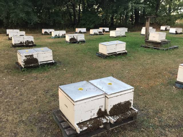 PAUs Beekeeping Research Center and Award to Scientists, PAU's center tops India's leading beekeeping centers