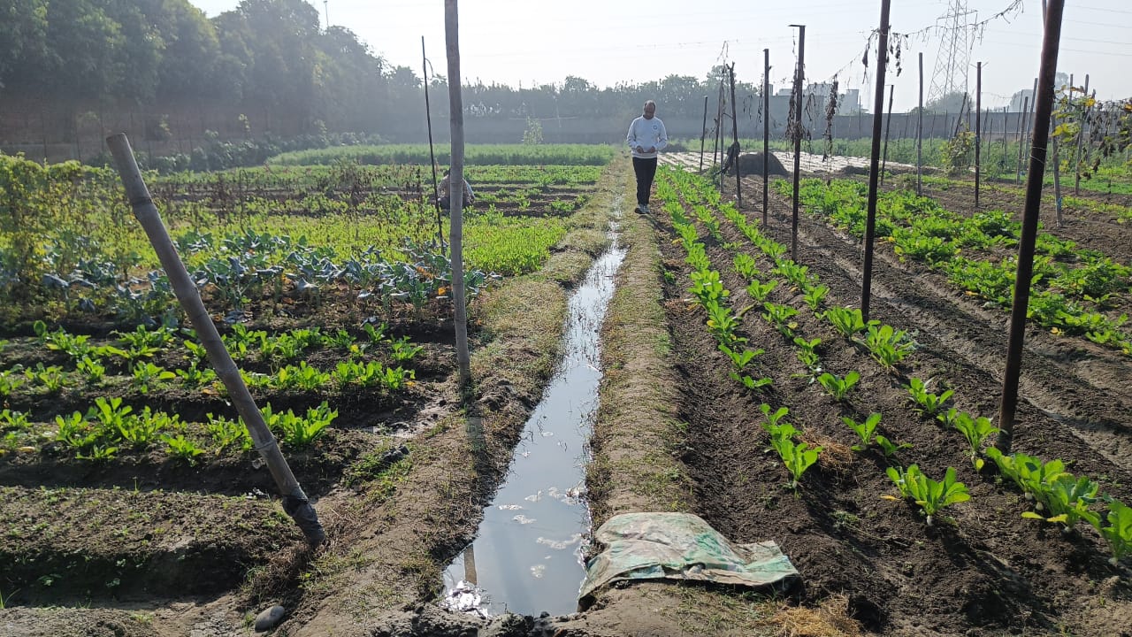 Organic farming in Ludhiana district