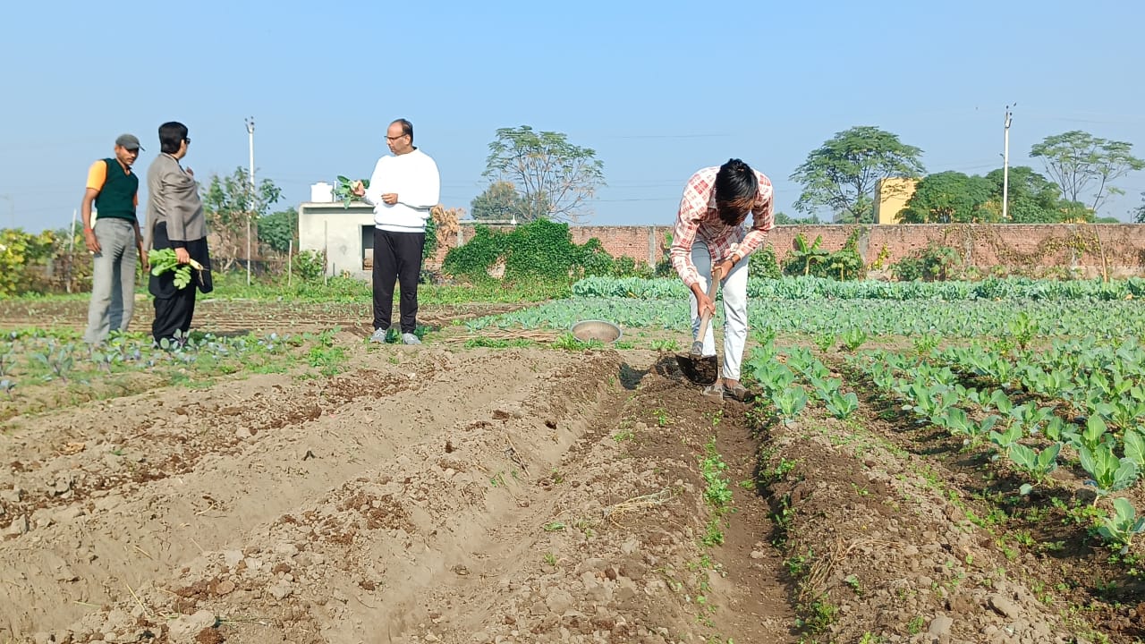 Organic farming in Ludhiana district
