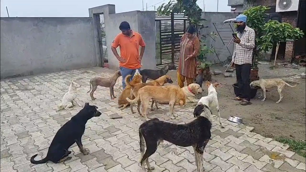 Dog Lover Pooja From Ludhiana