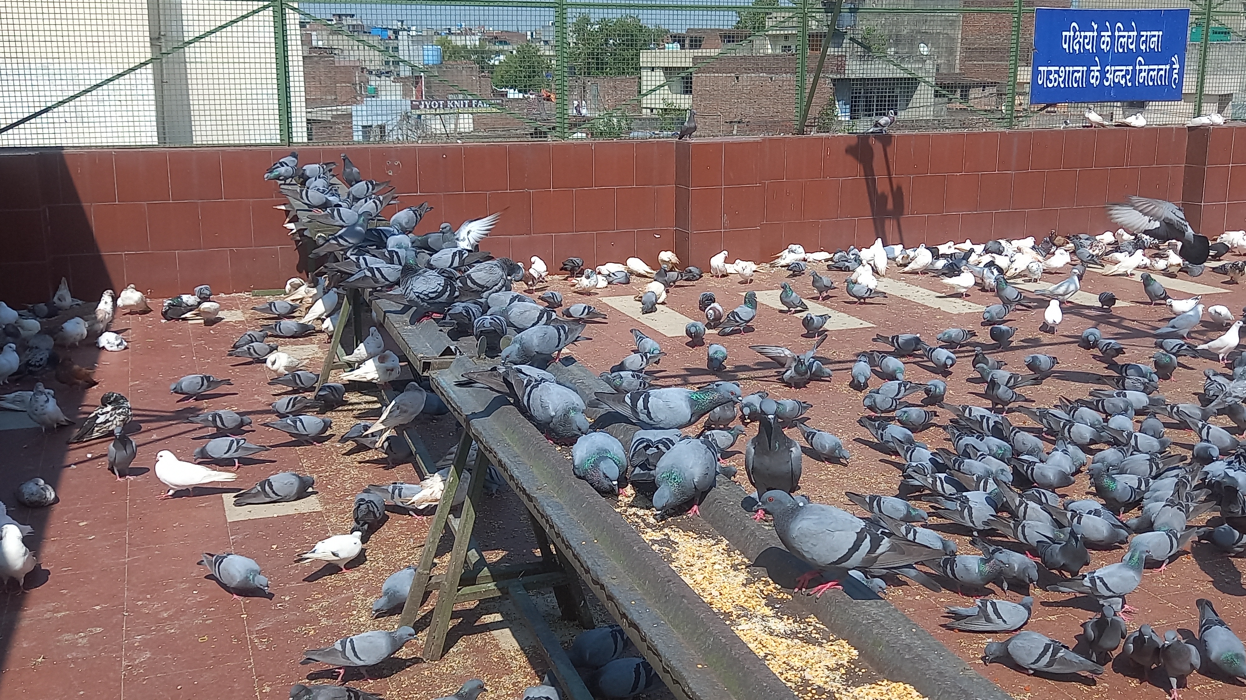 Birds are treated free of cost in ancient Goshala of Ludhiana