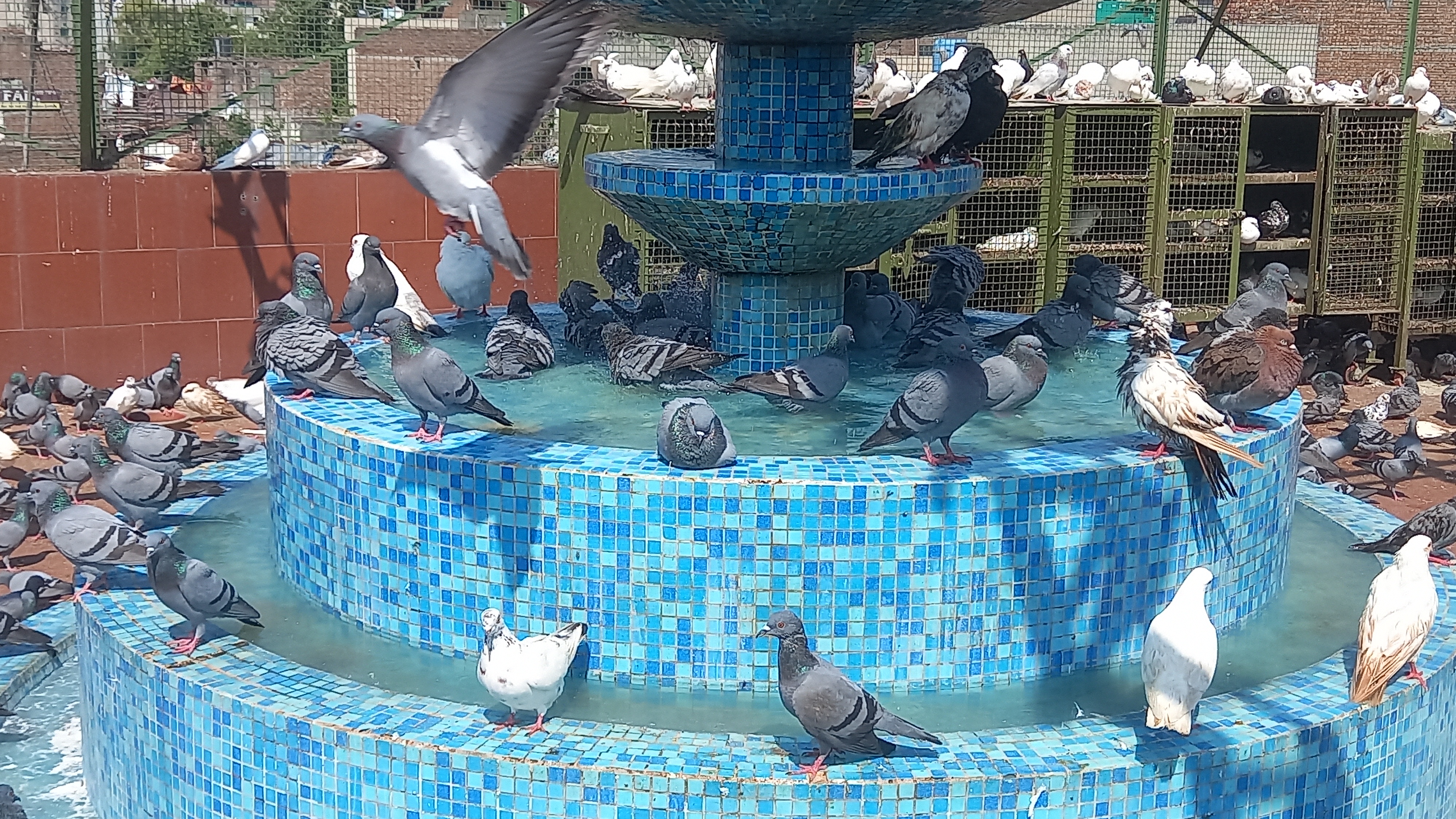 Birds are treated free of cost in ancient Goshala of Ludhiana