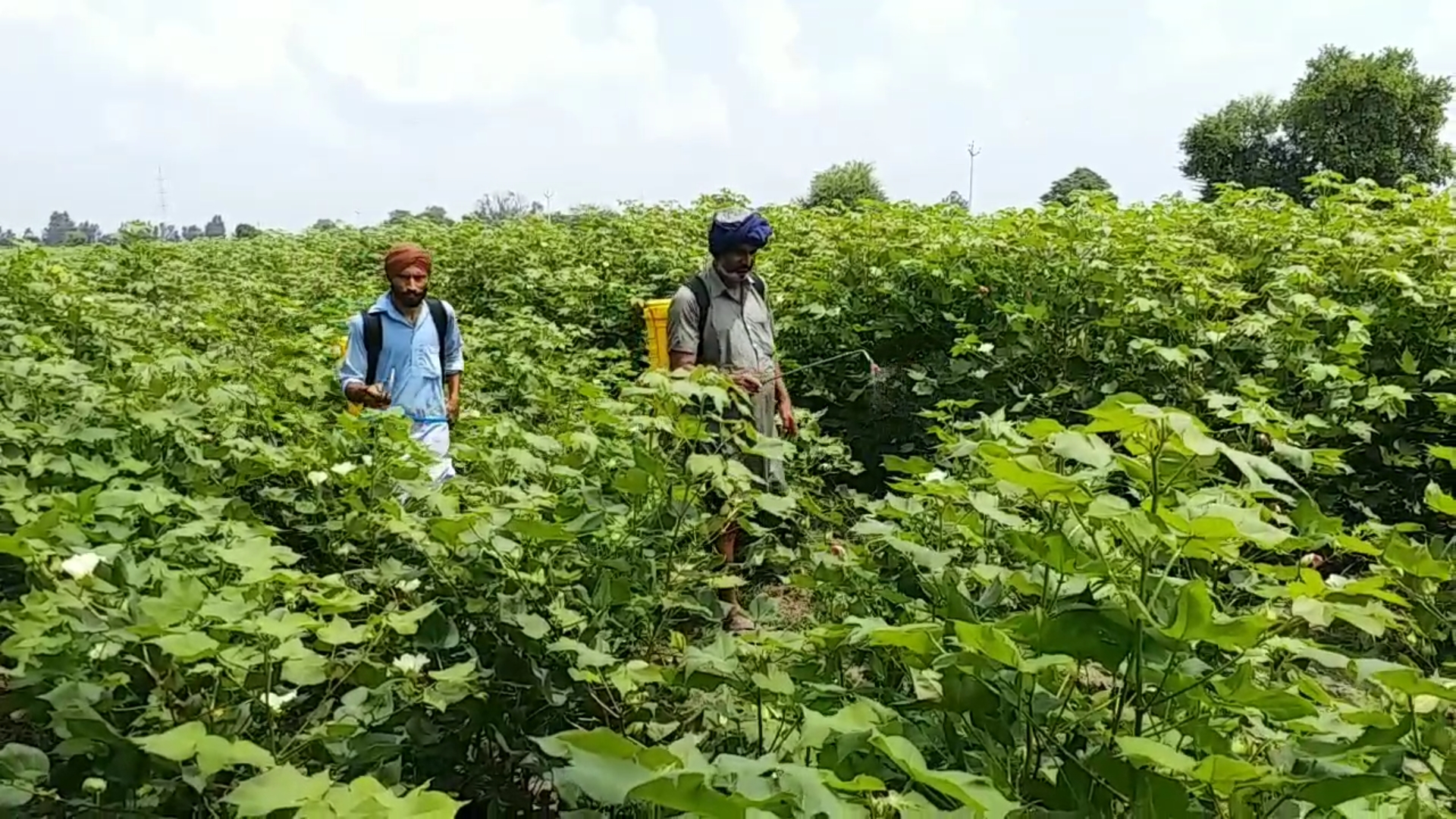 Mansa district is expected to have bumper cotton crop this season 2020