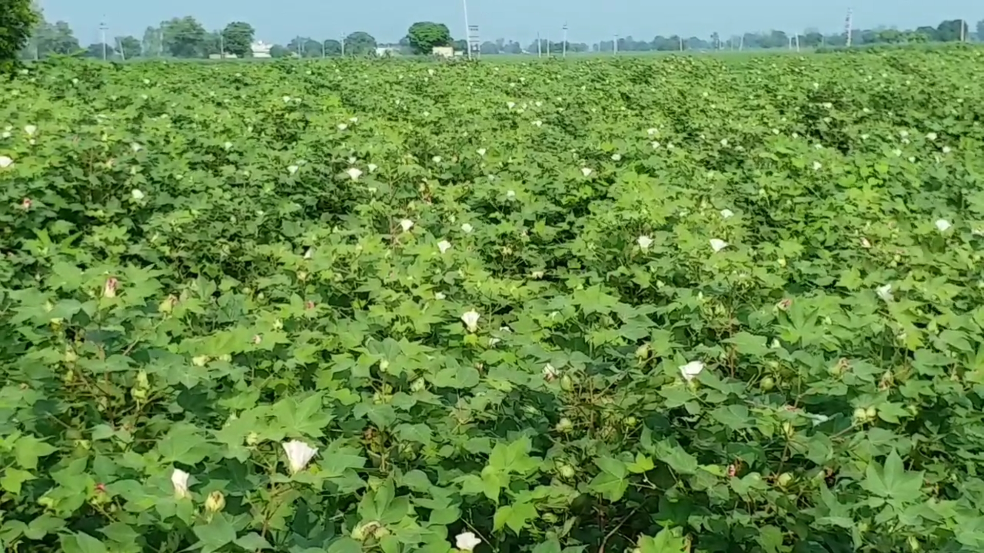 Mansa district is expected to have bumper cotton crop this season 2020