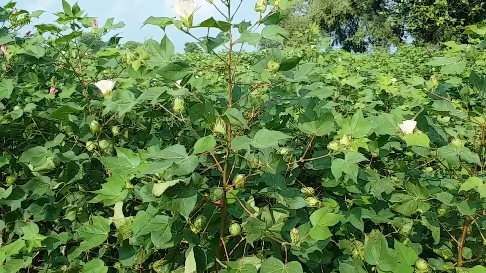 Mansa district is expected to have bumper cotton crop this season 2020