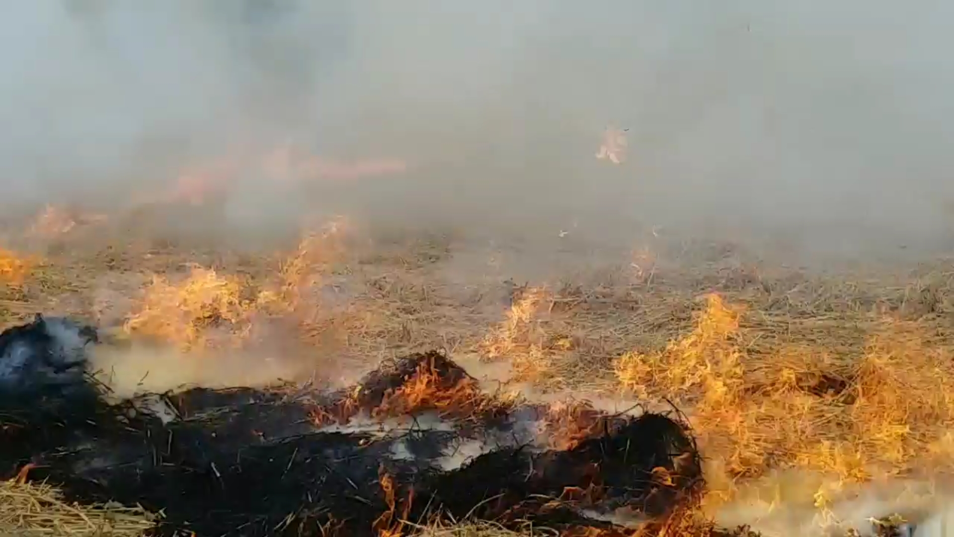 Mansa police registered cases against 60 farmers for burning paddy straw