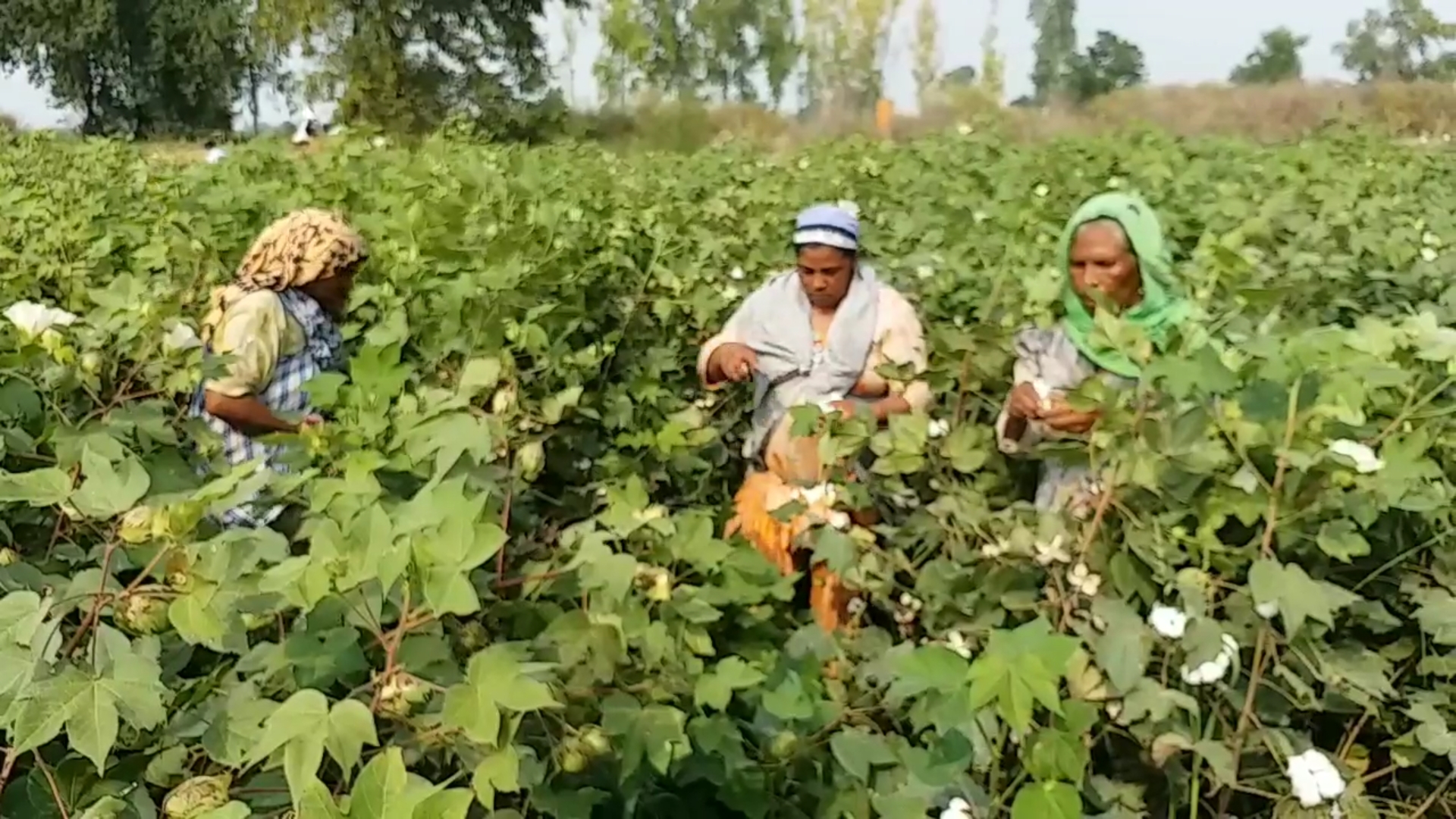 Cotton picking starts in Mansa district, Farmers happy