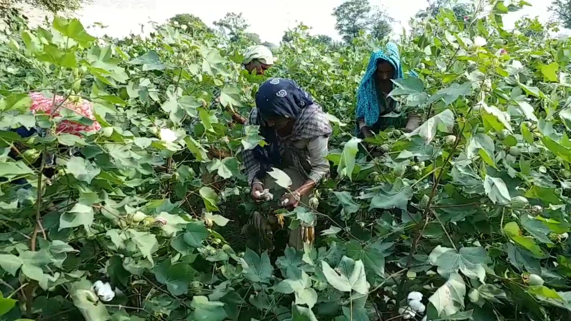 Cotton picking starts in Mansa district, Farmers happy