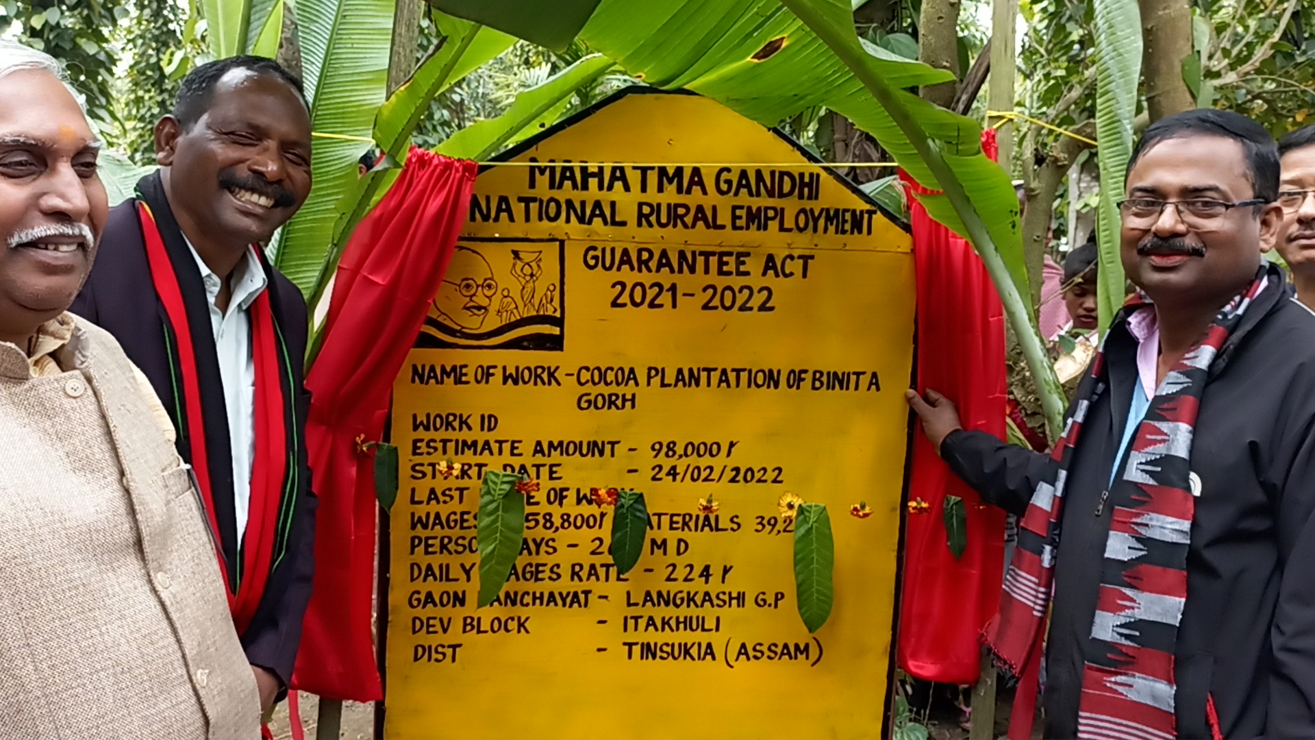 plantation of chocolate tree in langkasi