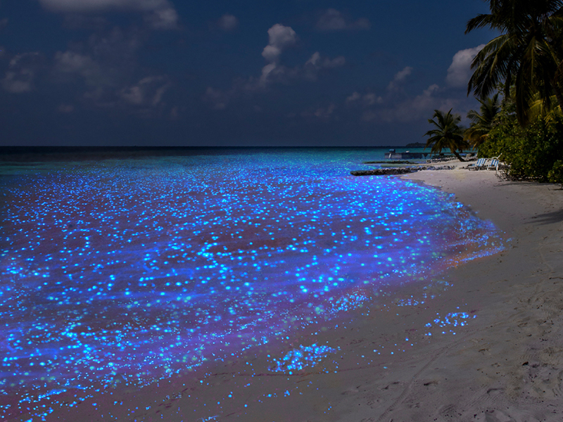 Unknown Facts, Magical Sea Of Stars In Maldives, Vaadhoo Beach, ଚିମମିକ ତାରାରେ ଭରା ସମୁଦ୍ର, ଭାଧୁ ଦ୍ବୀପ, ମାଳଦ୍ବୀପର ସମୁଦ୍ର, ଅଜଣା କଥା, ତାରା ସମୁଦ୍ରର ରହସ୍ୟ