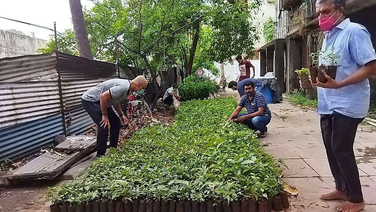 चार्ली स्पोर्ट क्लबतर्फे 5 हजार पिंपळाच्या झाडांचे होणार वाटप