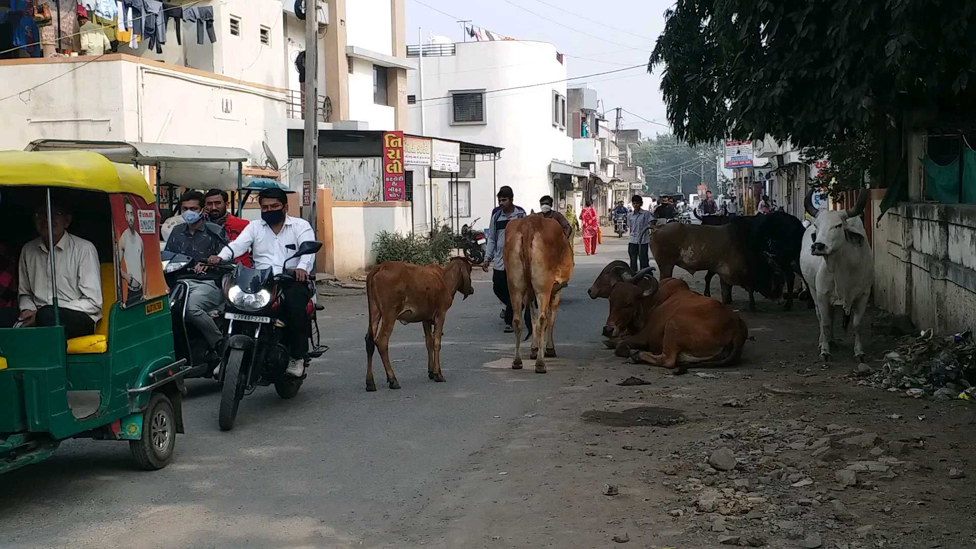 ઘર ઘર ઠક ઠક કરતા ઢોરનો ત્રાસ: ભાવનગરના રસ્તા બાદ ઘરના દરવાજે પણ જોખમ