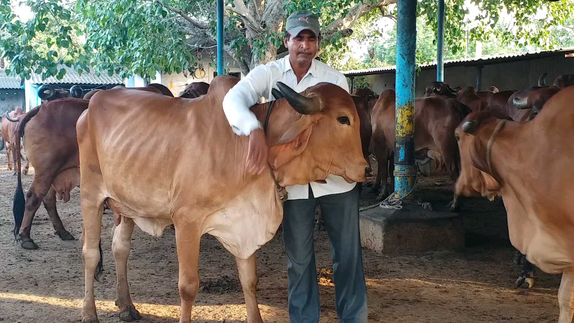 ગૌશાળા અને ગૌ પ્રેમીએ અલ્હાબાદ હાઇકોર્ટનું ગાયનું સૂચન સ્વીકાર્યુ