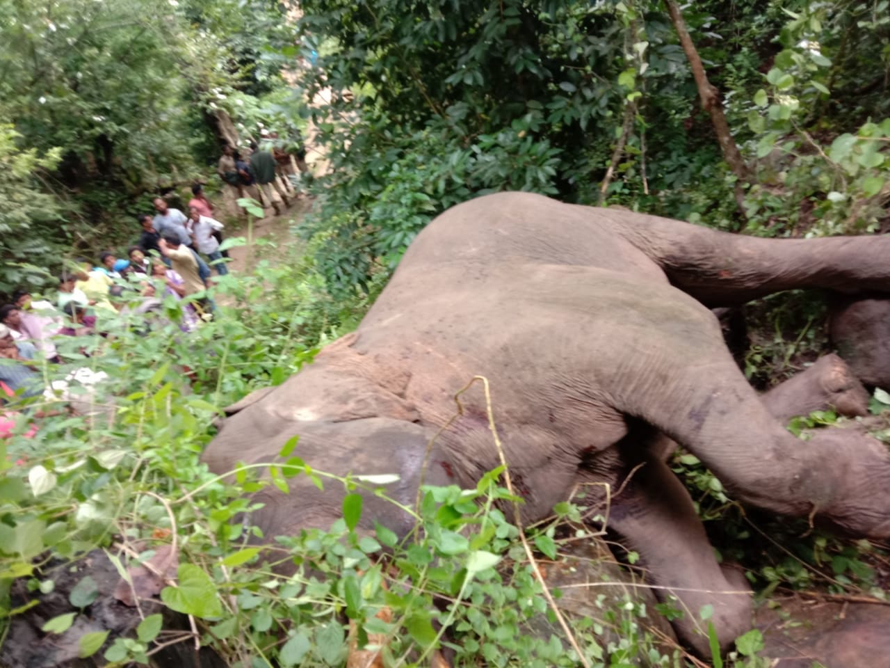 Elephant death in Chikkmagaluru