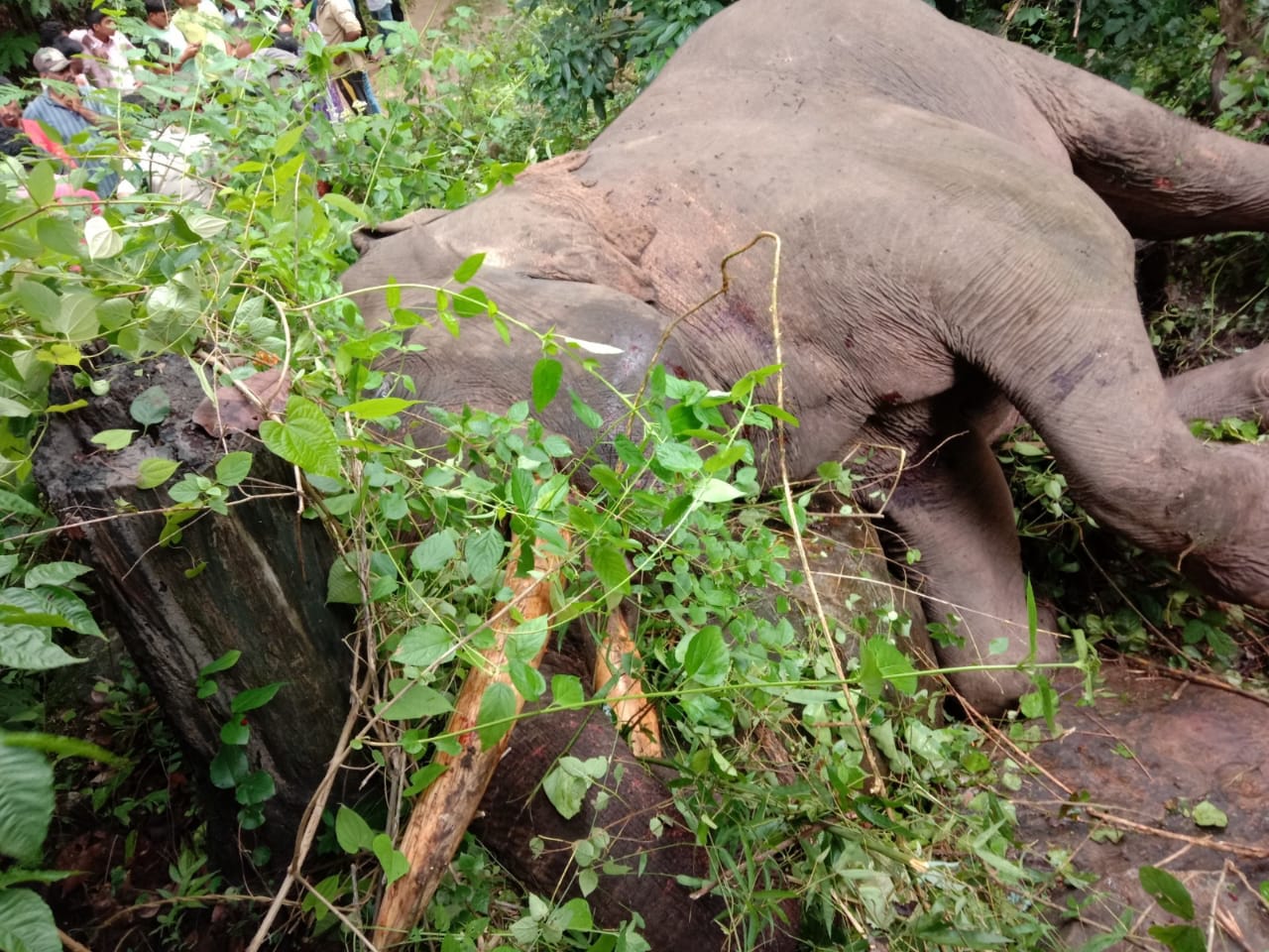 Elephant death in Chikkmagaluru