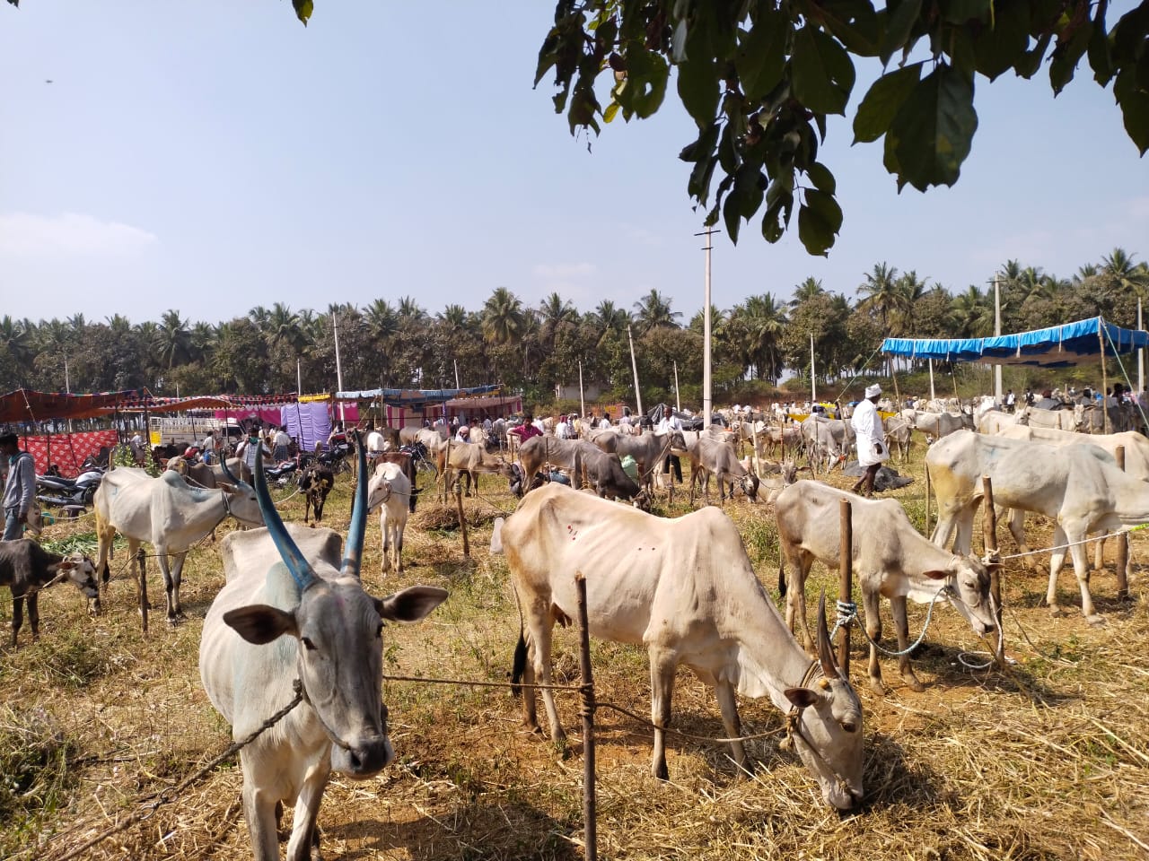 ಕೆಂಗಲ್​ ಆಂಜನೇಯಸ್ವಾಮಿ ದನಗಳ ಜಾತ್ರೆ