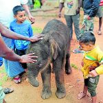 baby-elephant-came-to-village-with-cows-in-ramanagar