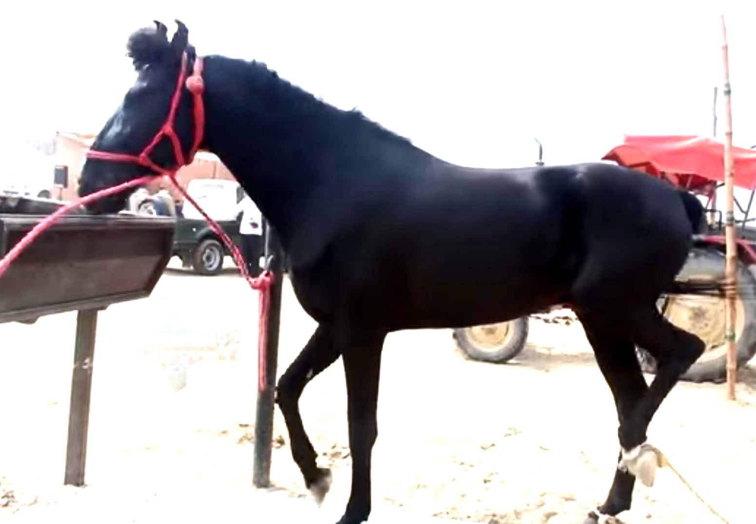 Hanumangarh Ashwa Mela, Bhatner's horse fair in Hanumangarh, Salman khan's horse in ashwa fair