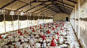 कुक्कुट पालन प्रशिक्षण, Poultry Farming Training