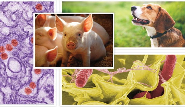 World Zoonosis Day, know the reasons of spreading zoonotic diseases