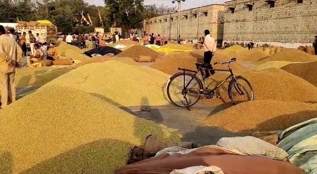 Coriander quality of Ramganjmandi