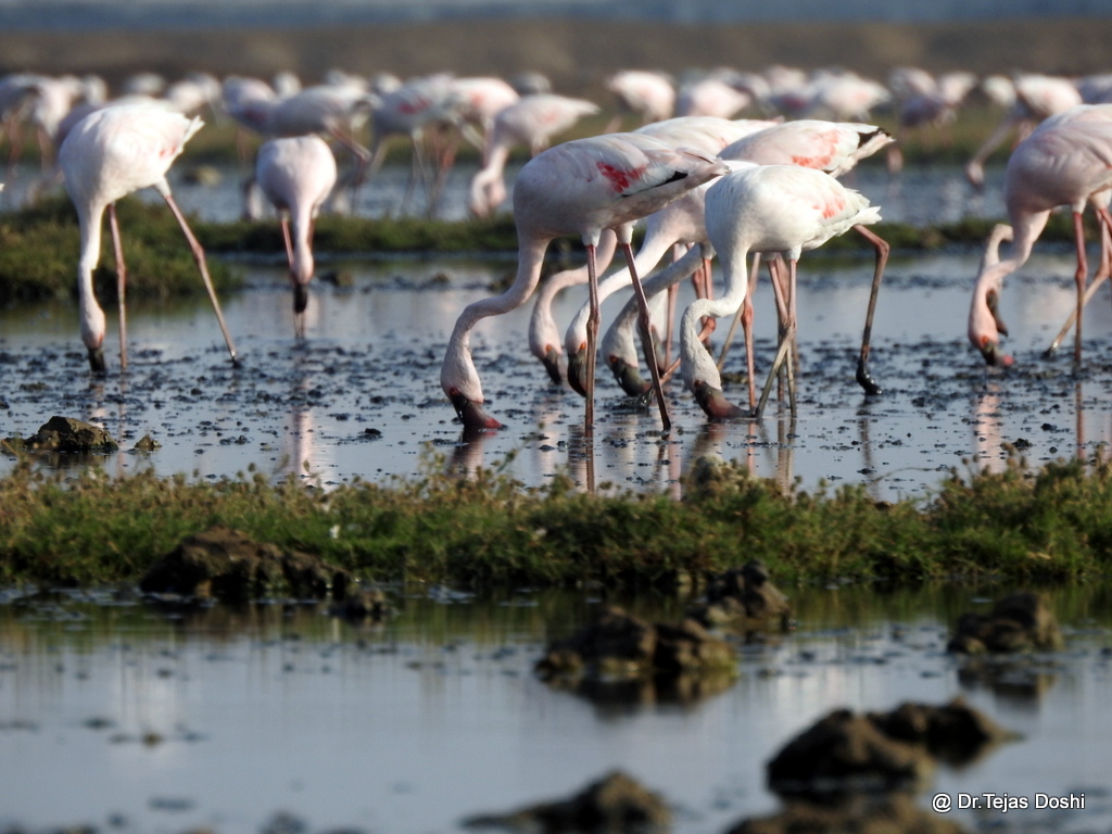 Foreigner Birds in Bhavnagar