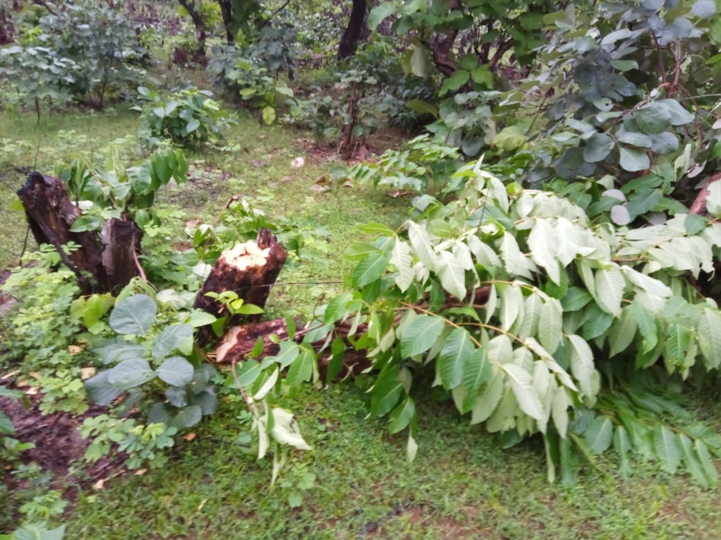 Pratapgarh news, protection of forests, Sitamata Sanctuary