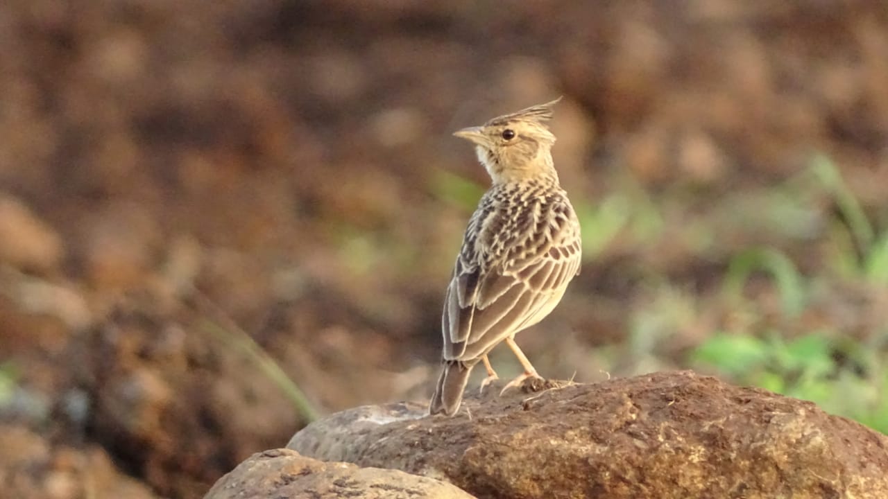 प्रतापगढ़ की ताजा हिंदी खबरें, Bird cycus lark