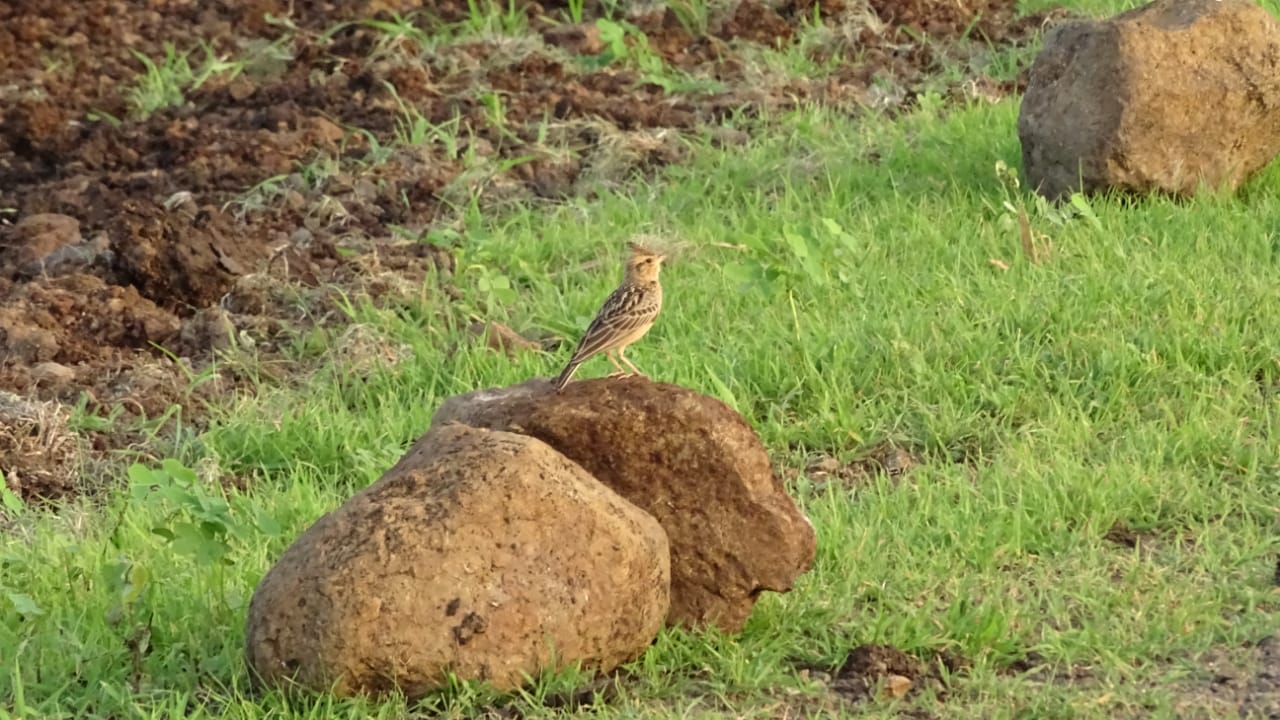 प्रतापगढ़ की ताजा हिंदी खबरें, Bird cycus lark