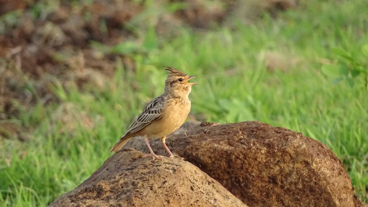 प्रतापगढ़ की ताजा हिंदी खबरें, Bird cycus lark