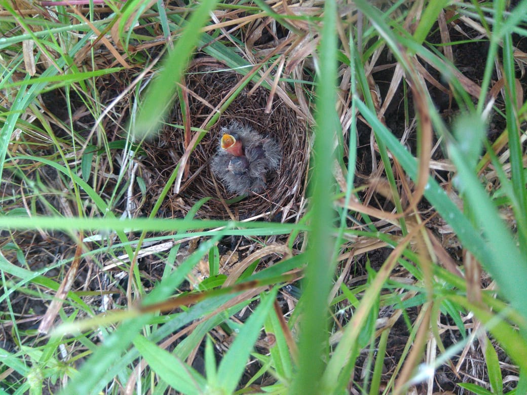 प्रतापगढ़ की ताजा हिंदी खबरें, Bird cycus lark