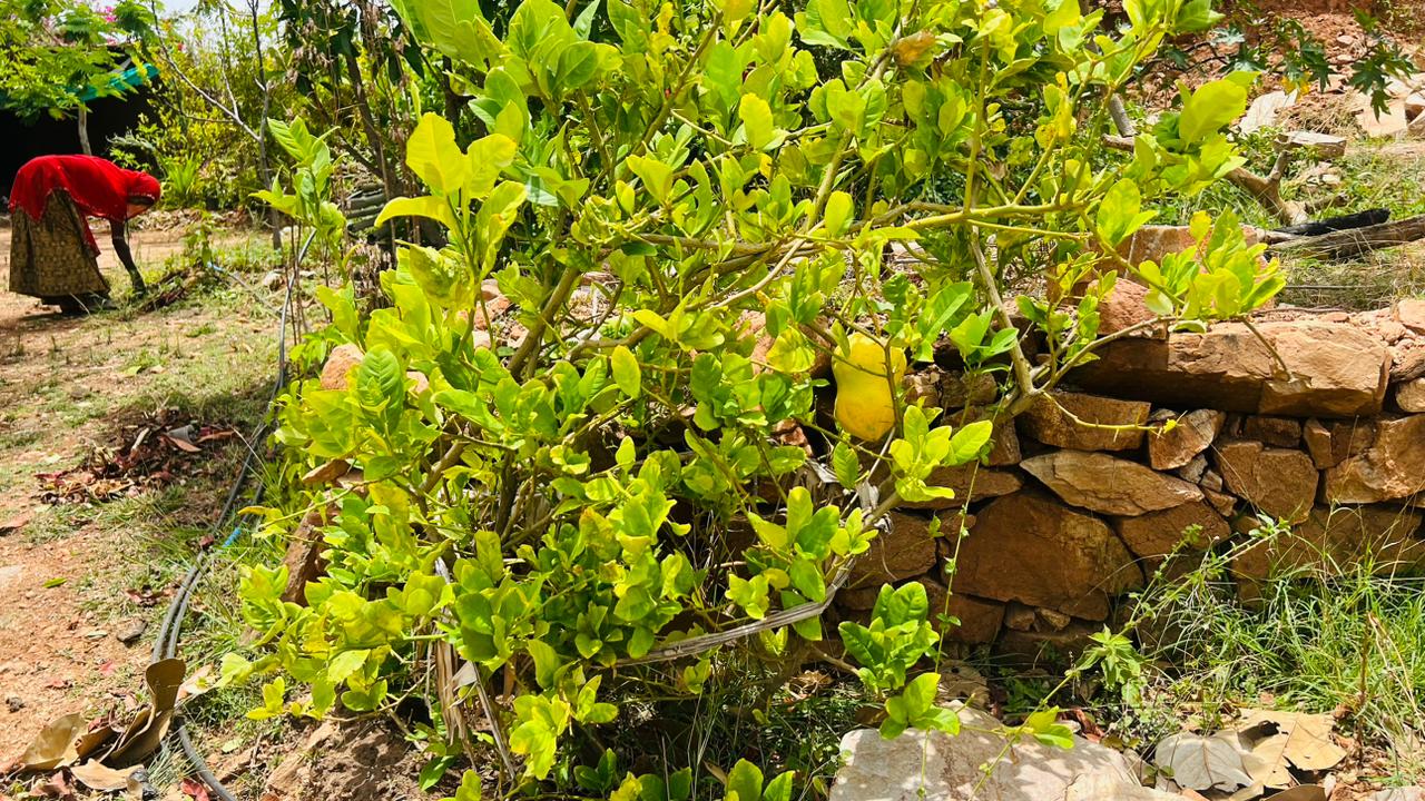 गोगुंदा पंचायत में औषधीय पेड़  लहलहा रहे हैं
