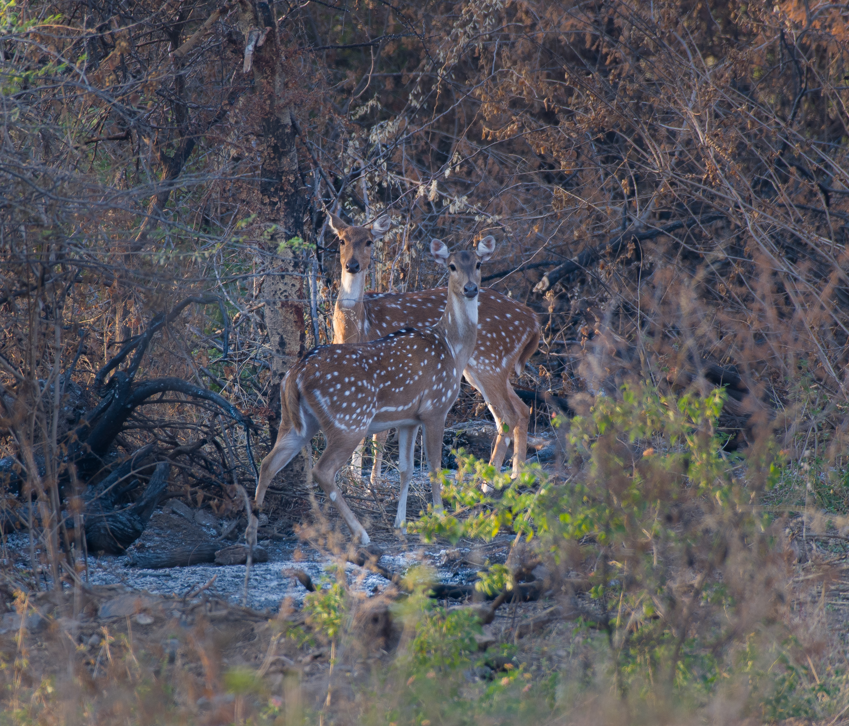 Leopard Safari in Udaipur