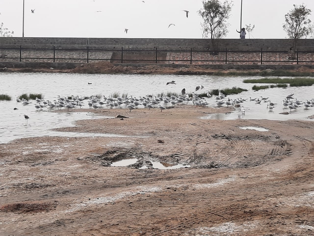 बर्ड पार्क में टीलों पर नजर आएंगे पक्षी, Birds seen on dunes in the bird park