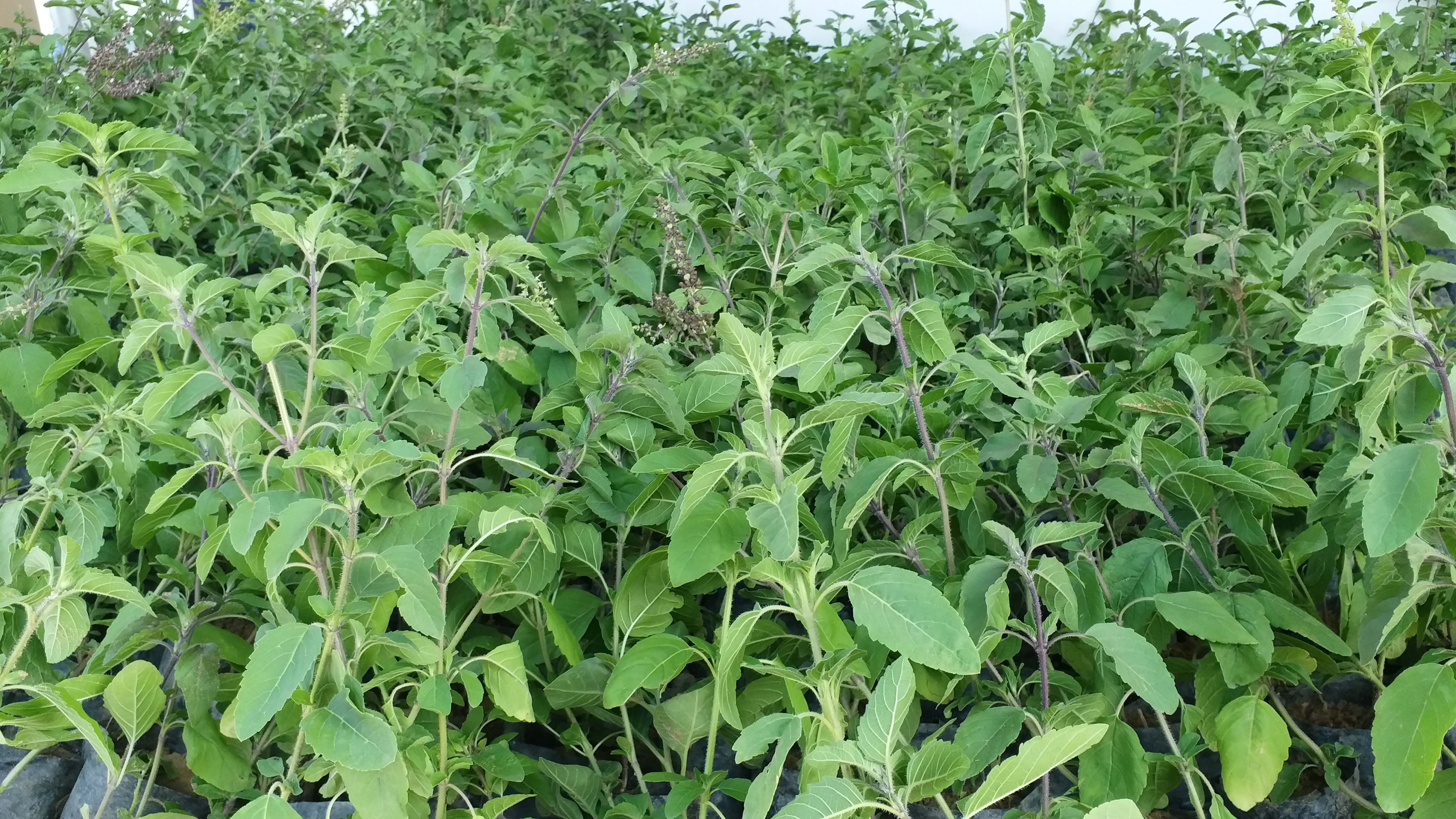 Vasudev Devnani distributed basil plants, वासुदेव देवनानी ने बांटे तुलसी के पौधें