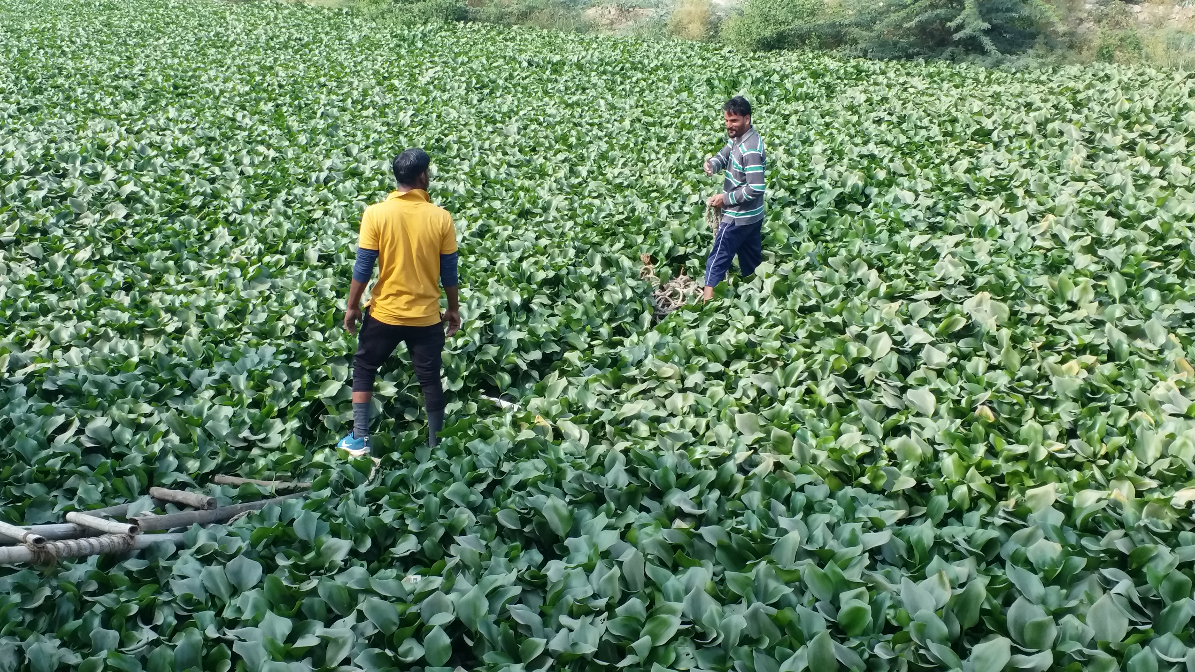 अजमेर जलकुंभी में फंसी गाय, Cow caught in Ajmer water hyacinth