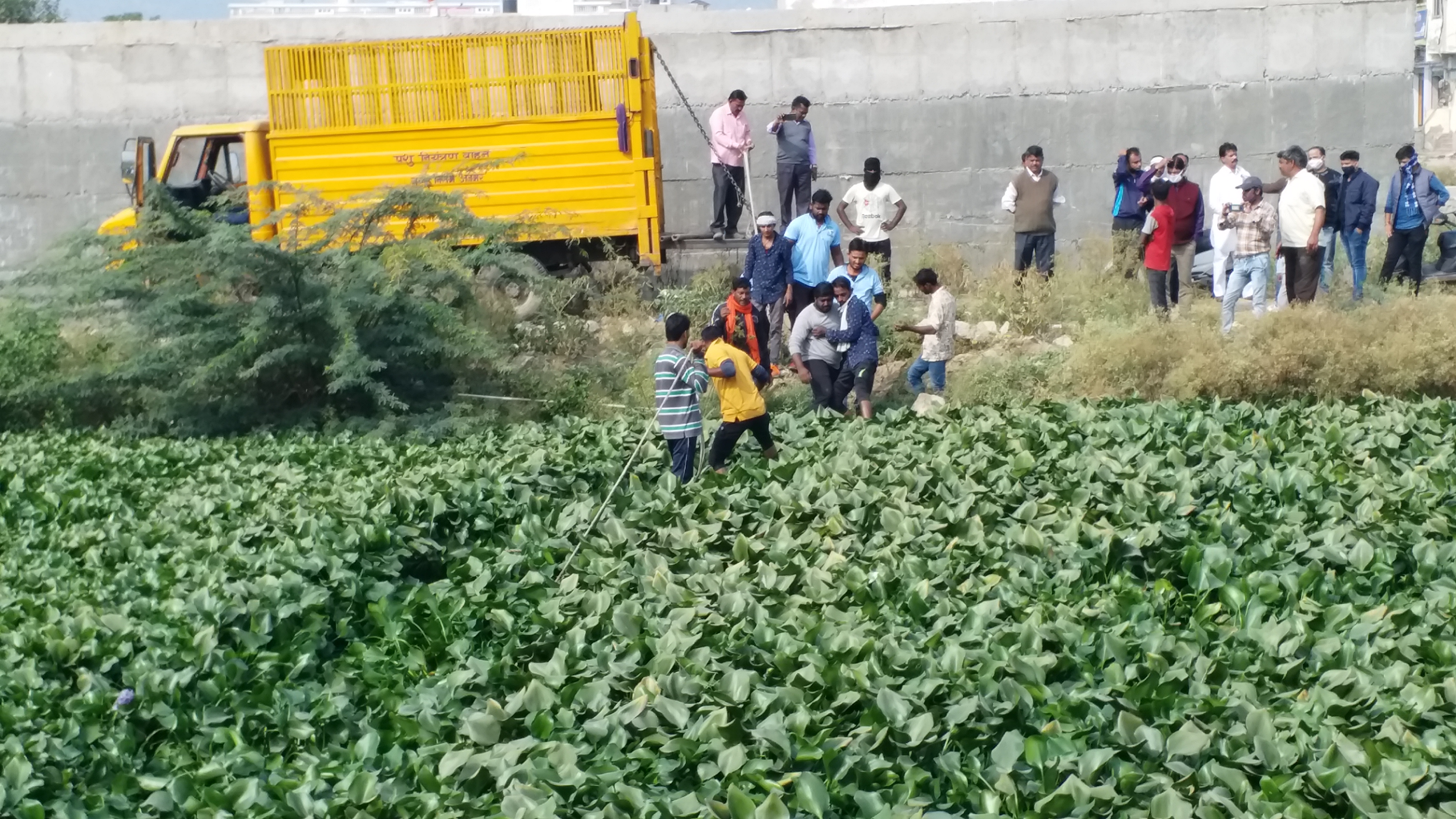 अजमेर जलकुंभी में फंसी गाय, Cow caught in Ajmer water hyacinth